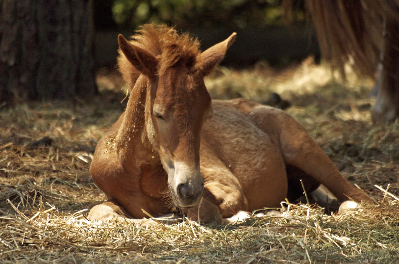 litiere cheval